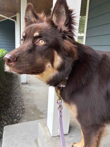 Customer photo review of Biothane Traffic Handle Dog Leash