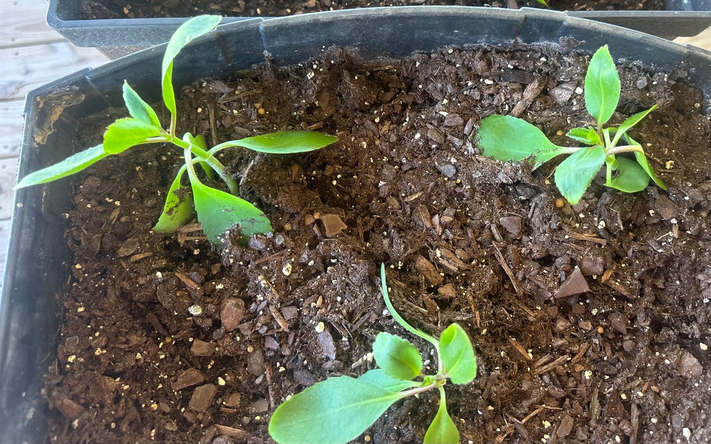 Customer photo review of Texas Home Grown Leaf of Life Starter Plants