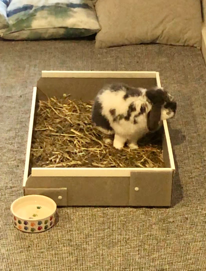 Customer photo review of Guinea Pig Cage Kitchen - Ozzy C&C Cages