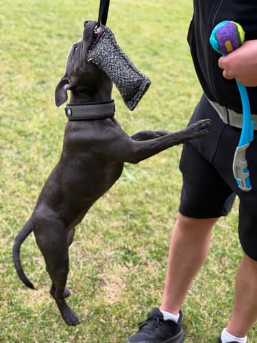 Zaneta G. review of Slip N' Clip Collar | XS-M Breeds - Black image 1 out of 2