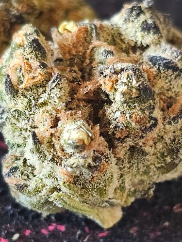 Customer photo review of Black Runtz THCA Flower Mediums