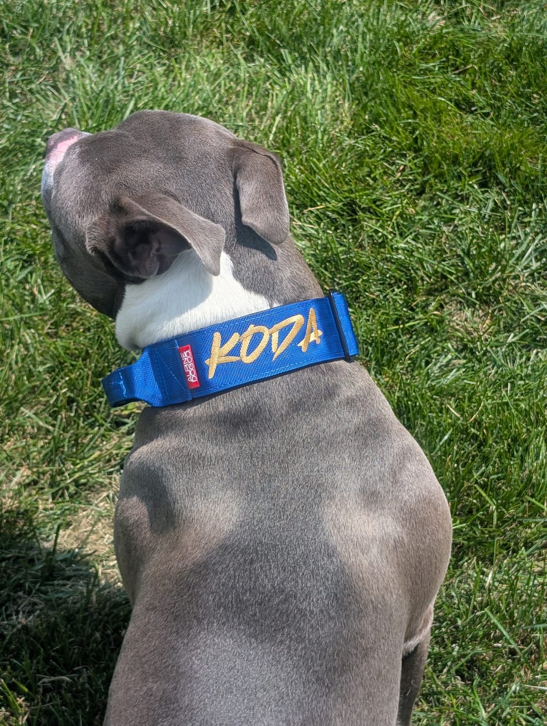 Customer photo review of 2" Tactik Dog Collar - Cobalt