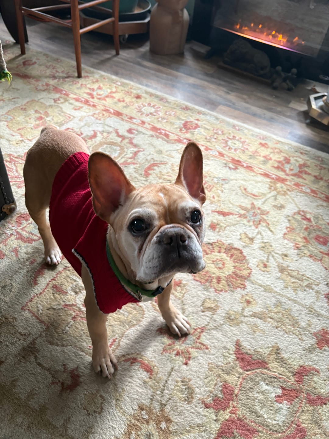 Customer photo review of Royal Canin Gastrointestinal Low Fat + Hydrolyzed Protein Dry Dog Food