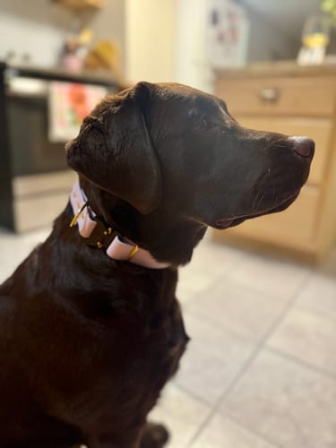 Customer photo review of Adjustable Biothane Quick Release Dog Collar