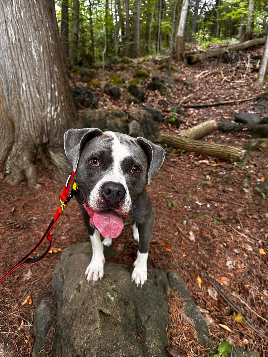 Customer photo review of Tacti Luxe Dog Leash - Gold Cognac