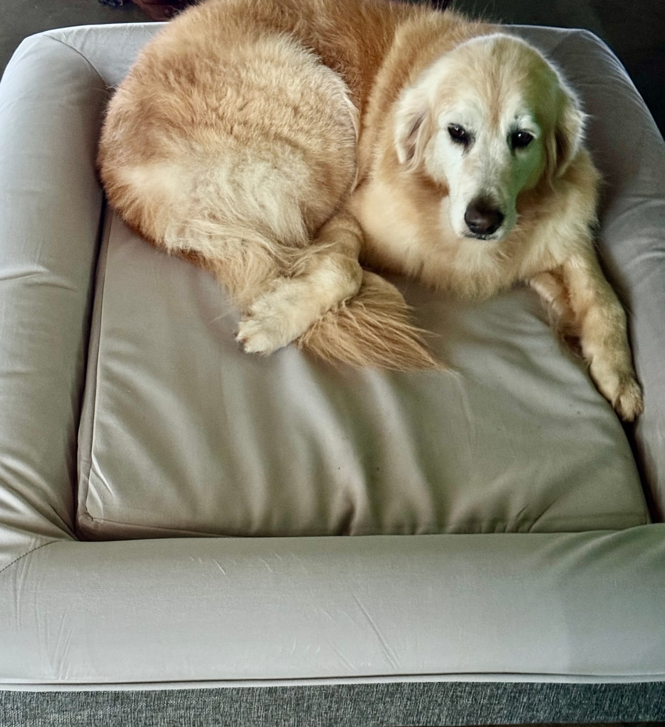 Customer photo review of Kangaroo Bed - Large