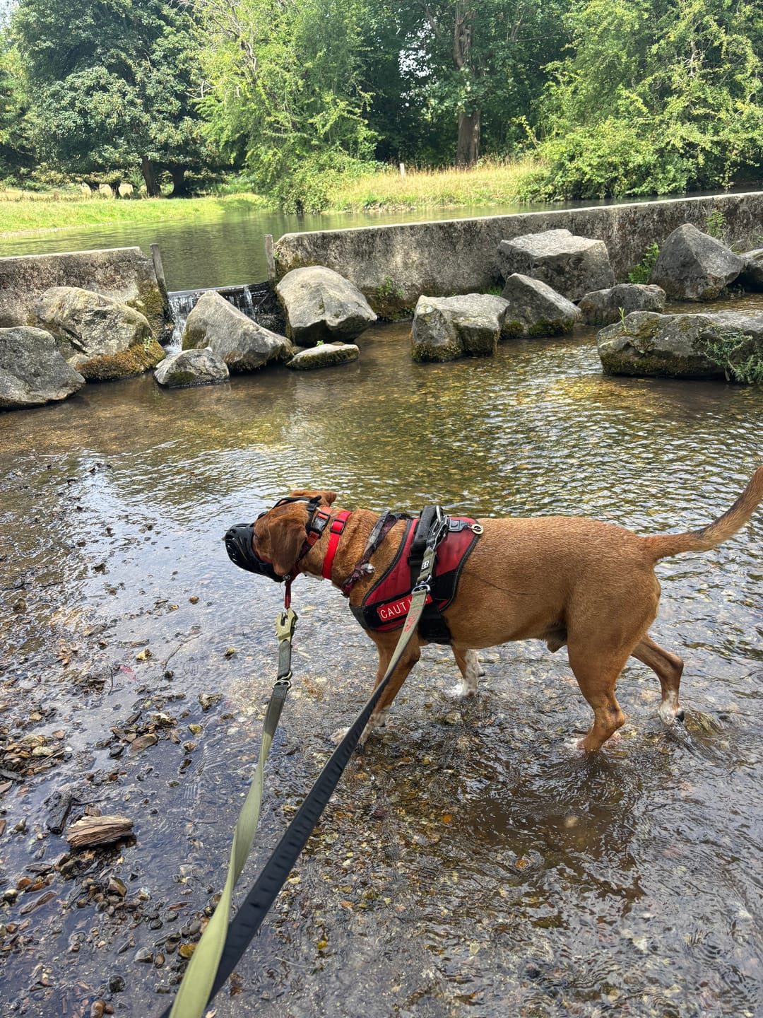 Customer photo review of Muzzle | Flexi & Legal Requirement - S-XL Breeds - Black