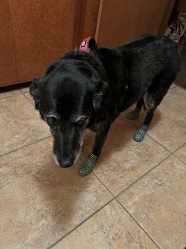 Customer photo review of WagWellies® Mojave