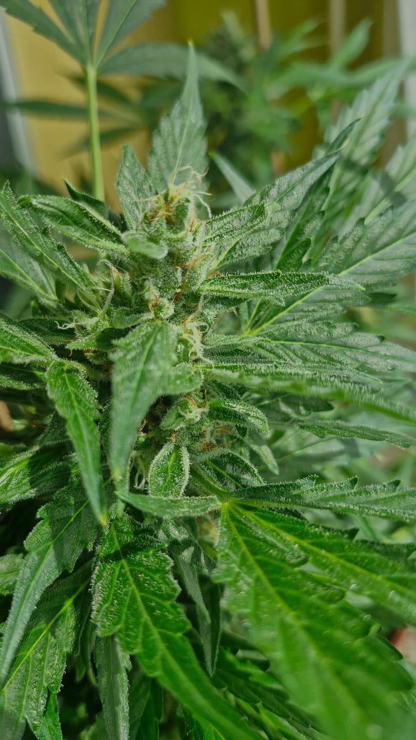 Customer photo review of Hesi Bio Bloom