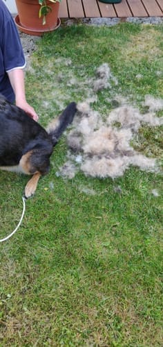 Customer photo review of Fellwunder-Bürste