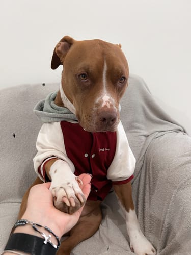 Customer photo review of Dog Varsity Jacket - Red