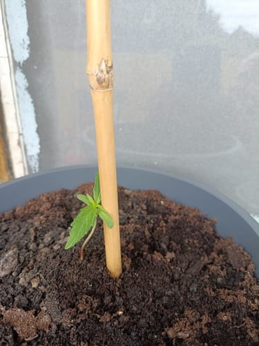 Customer photo review of Super Silver Haze Hybrid F1 – Die schnellste Cannabissamen der Welt - 50 Tage von Keimung bis zur Ernte