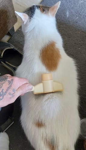 Customer photo review of Fellblitz-Bürste