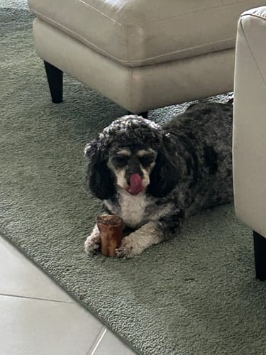 Customer photo review of Smoked Beef Marrow Bone