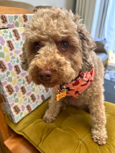 Customer photo review of Adjustable Dog Harness - Snug As A Lady Bug