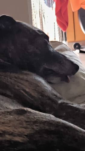 Customer photo review of Adult Diario