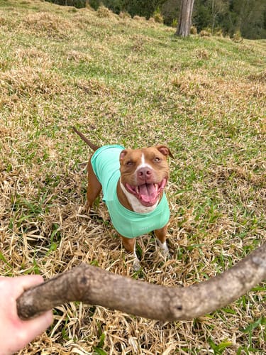 Customer photo review of Sunblock Dog T-Shirt - Mint