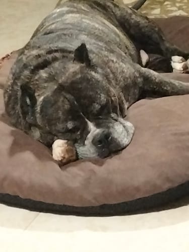 Customer photo review of Grain Free Light Salmón