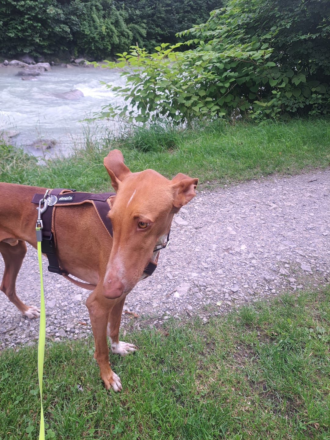 Customer photo review of Windhundgeschirr FUN "Toffee"