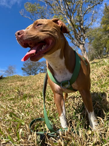 Customer photo review of Comfort Control Collar Set - Pastel Icing