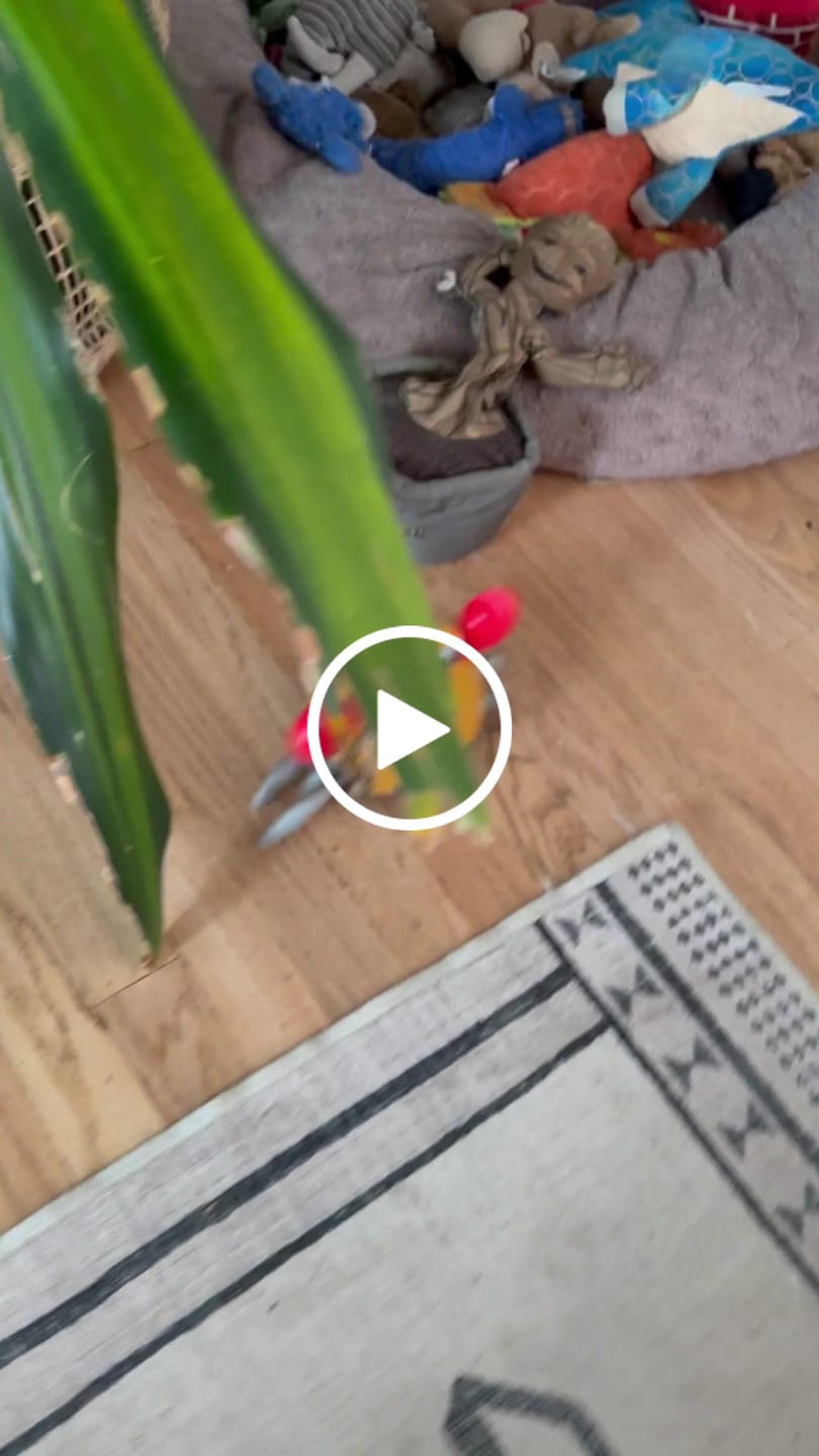 Customer video review of The Crawly Crab™