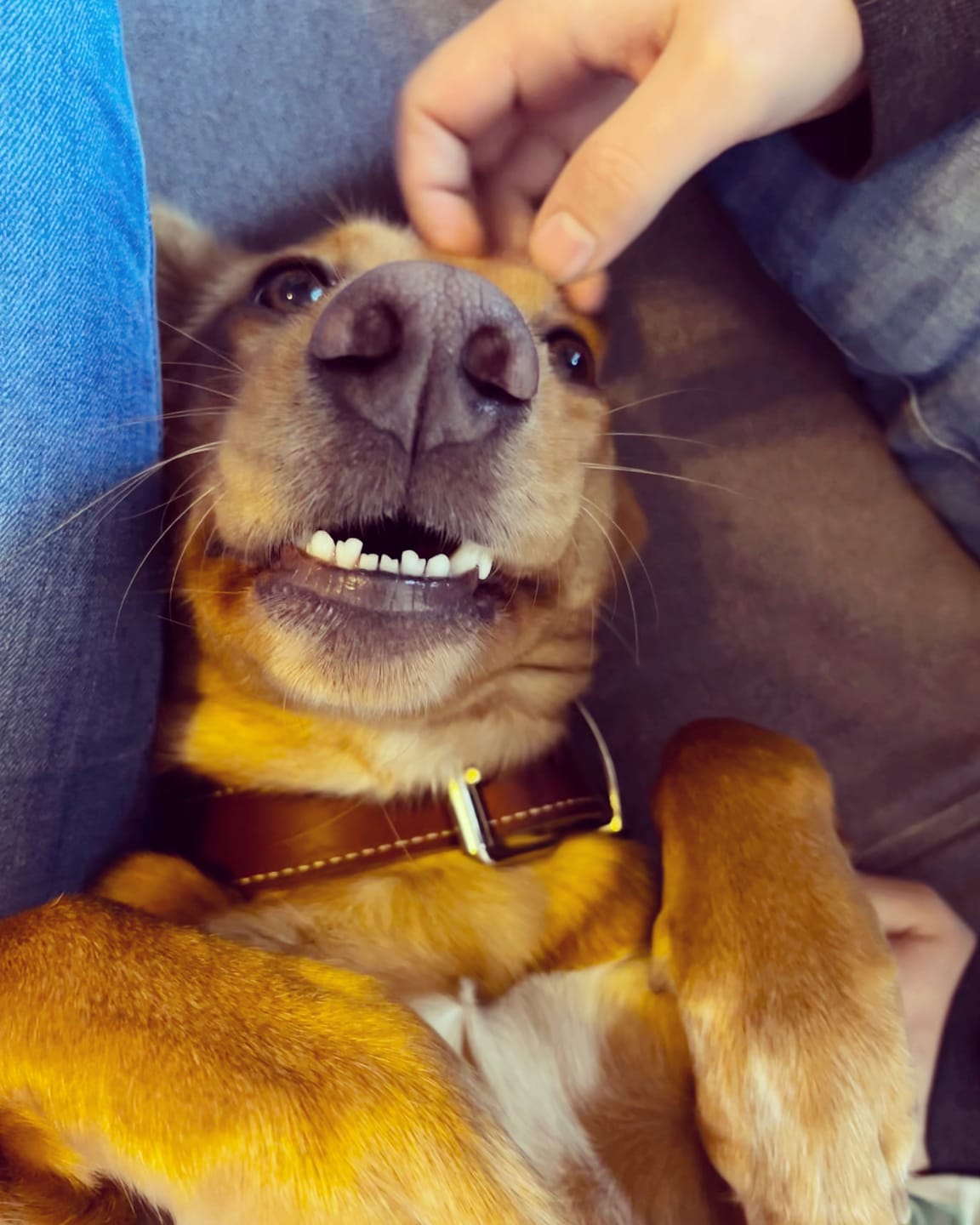 Customer photo review of Wohlfühltabs für Hunde bei Stress, Angst, Unruhe und Hyperaktivität