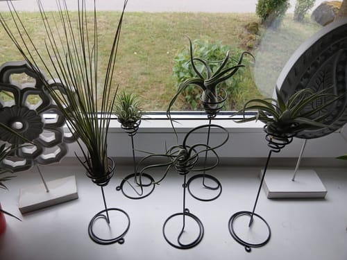 Customer photo review of Tillandsien Anfänger-Set