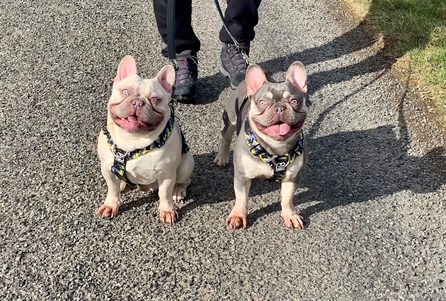 Customer photo review of Dog Duo Pack