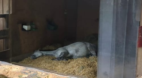 Customer photo review of Strotonin Horse Support