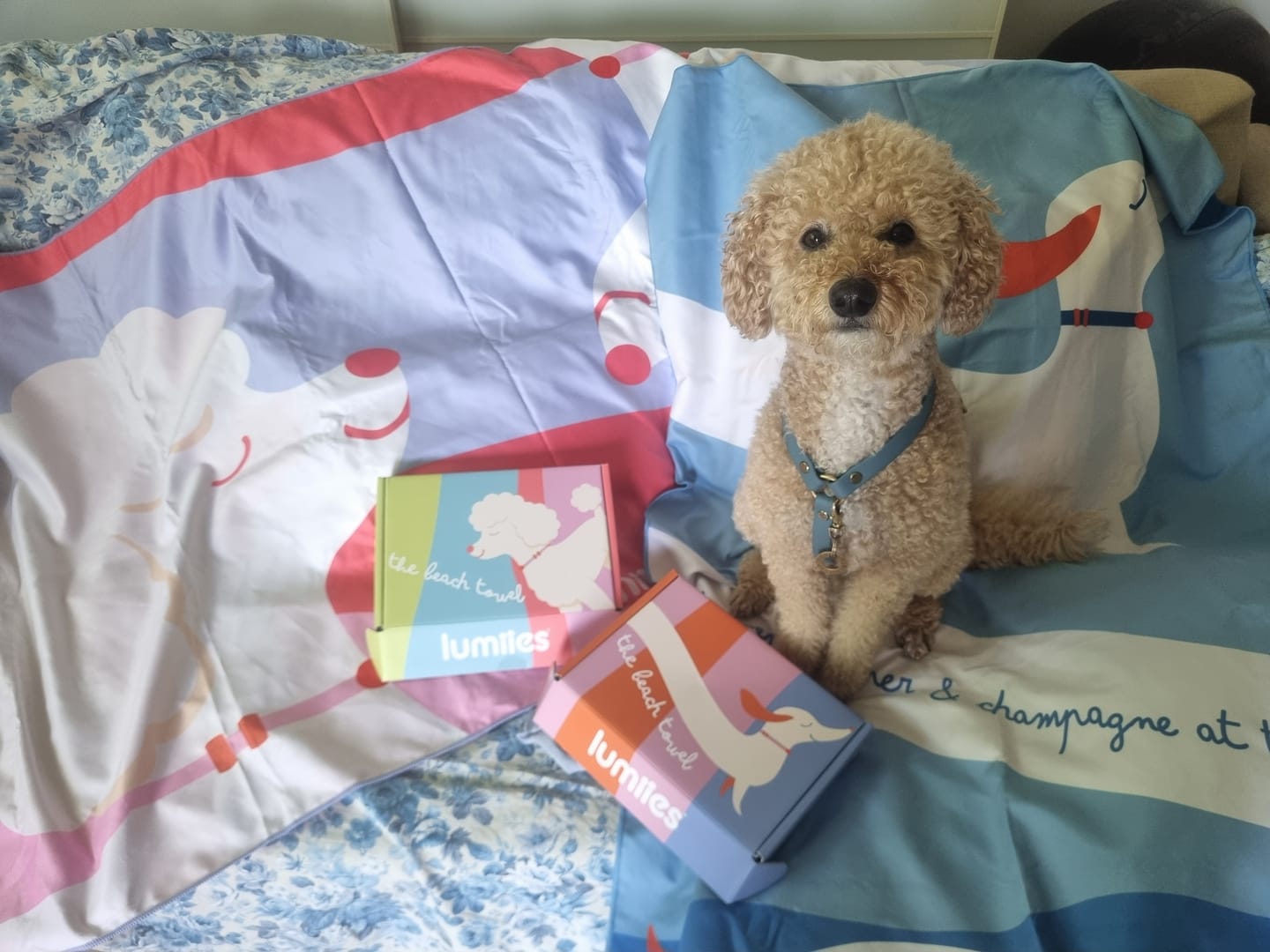 Customer photo review of The Beach Towel (160×80 cm) – leichtes, schnelltrocknendes Mikrofaser-Handtuch (Pudel Edition)