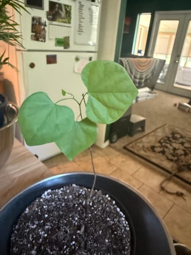 Danielle D. review of Plant Food image 1 out of 4