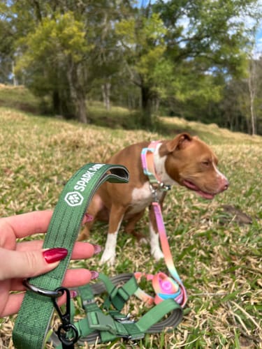 Customer photo review of Comfort Control Collar Set - Pastel Icing