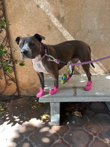 Customer photo review of WagWellie® Mojave Single