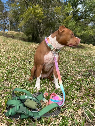 Customer photo review of Comfort Control Collar Set - Pastel Icing