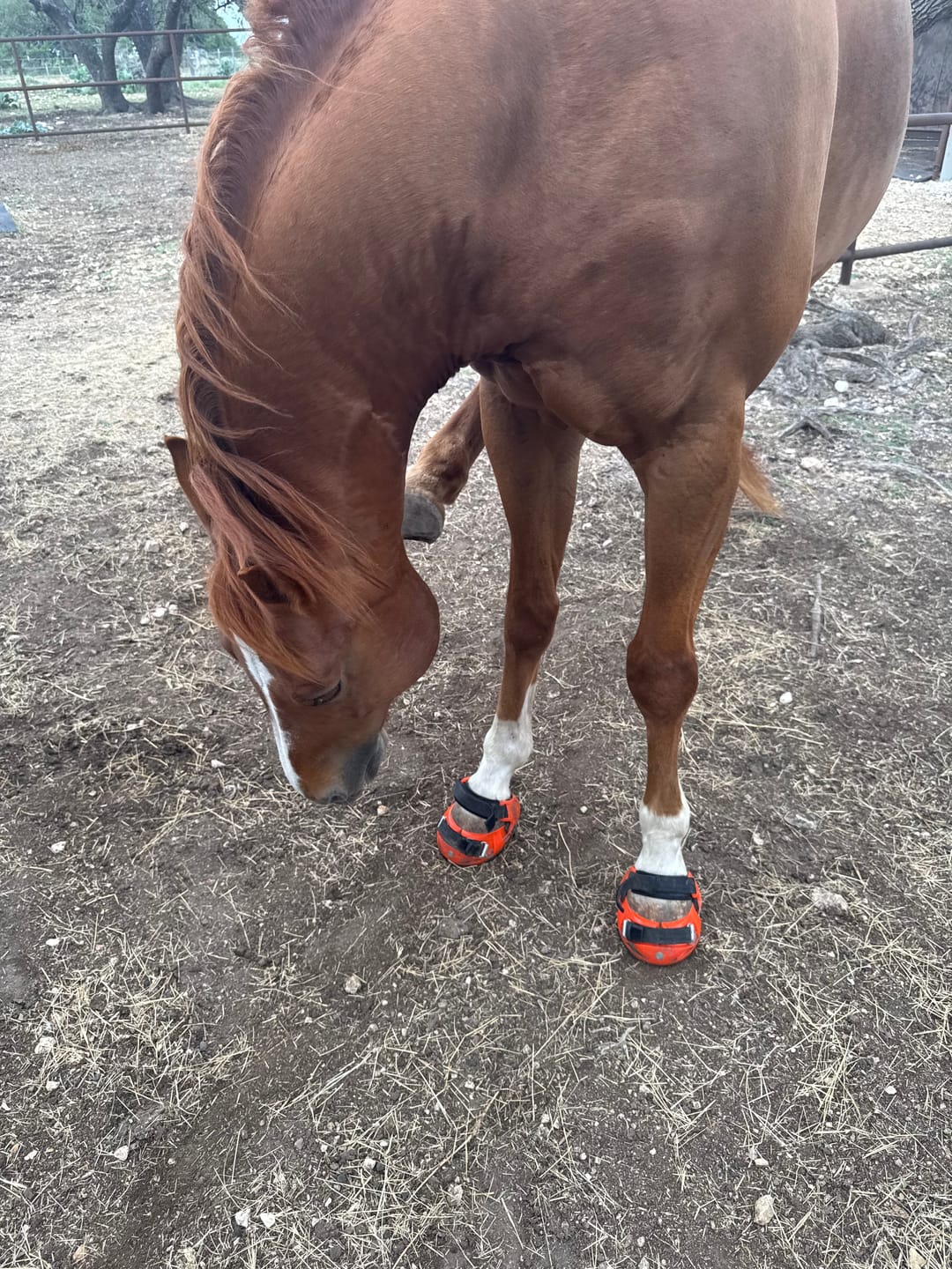 Customer photo review of Renegade® Viper Shield™ Hoof Boots - Cosmic Orange