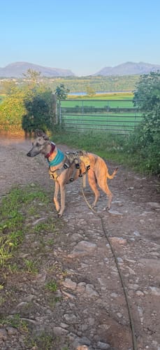 Customer photo review of Sighthound Escape Proof Harness