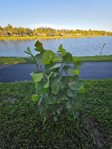 Customer photo review of Sea Grape