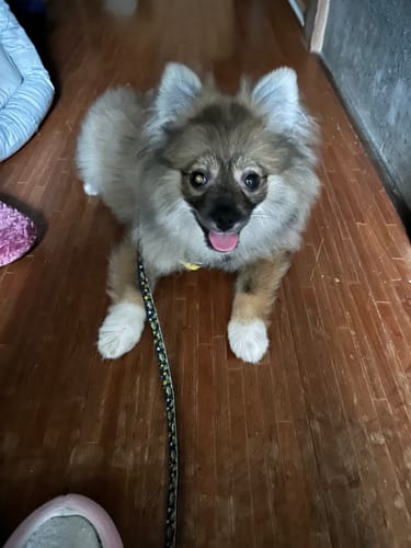 Customer photo review of FunFunPet 高機能ハーネス（お名前タグ作成サービス付き）