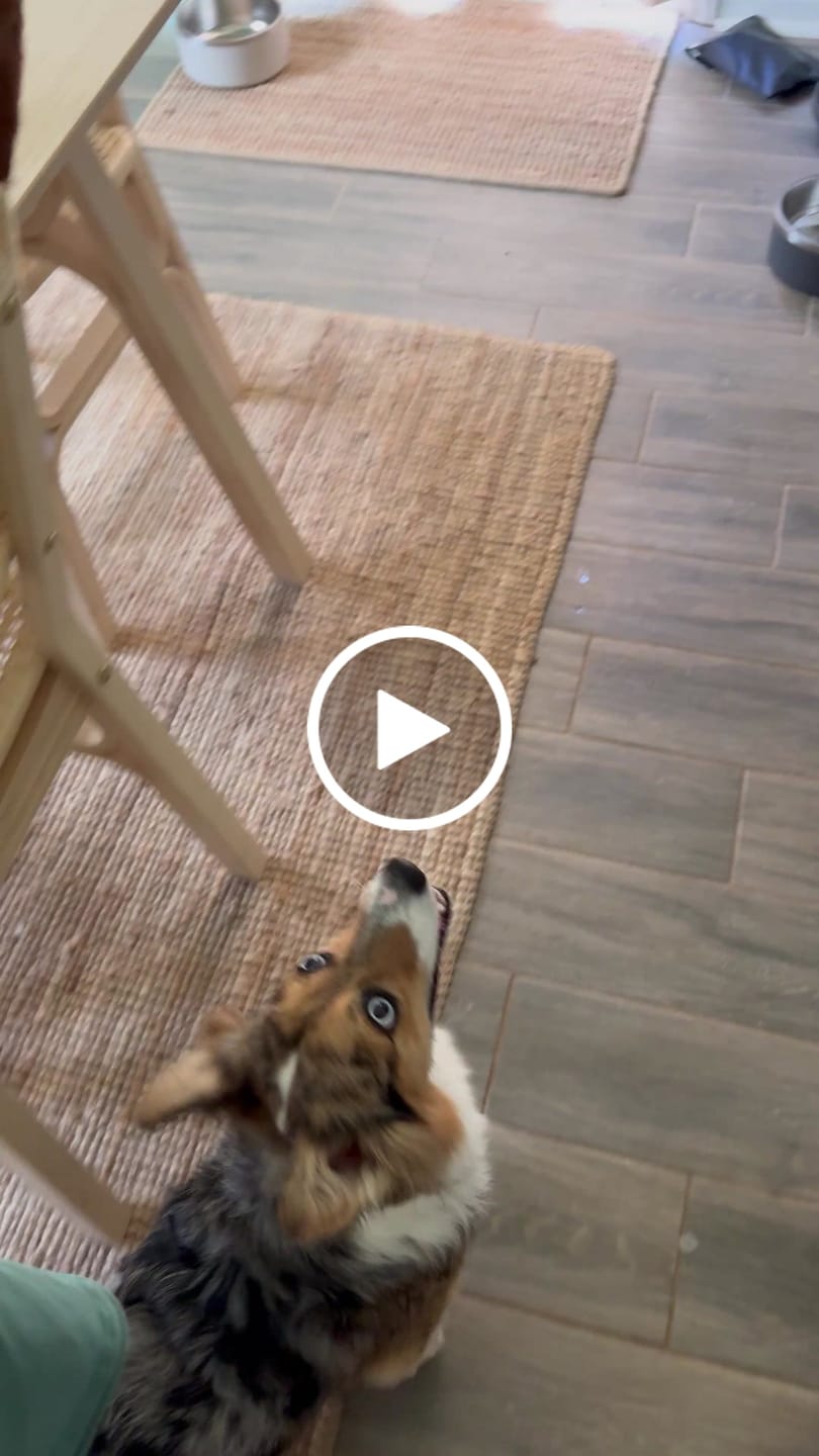 Customer video review of Flirt Pole