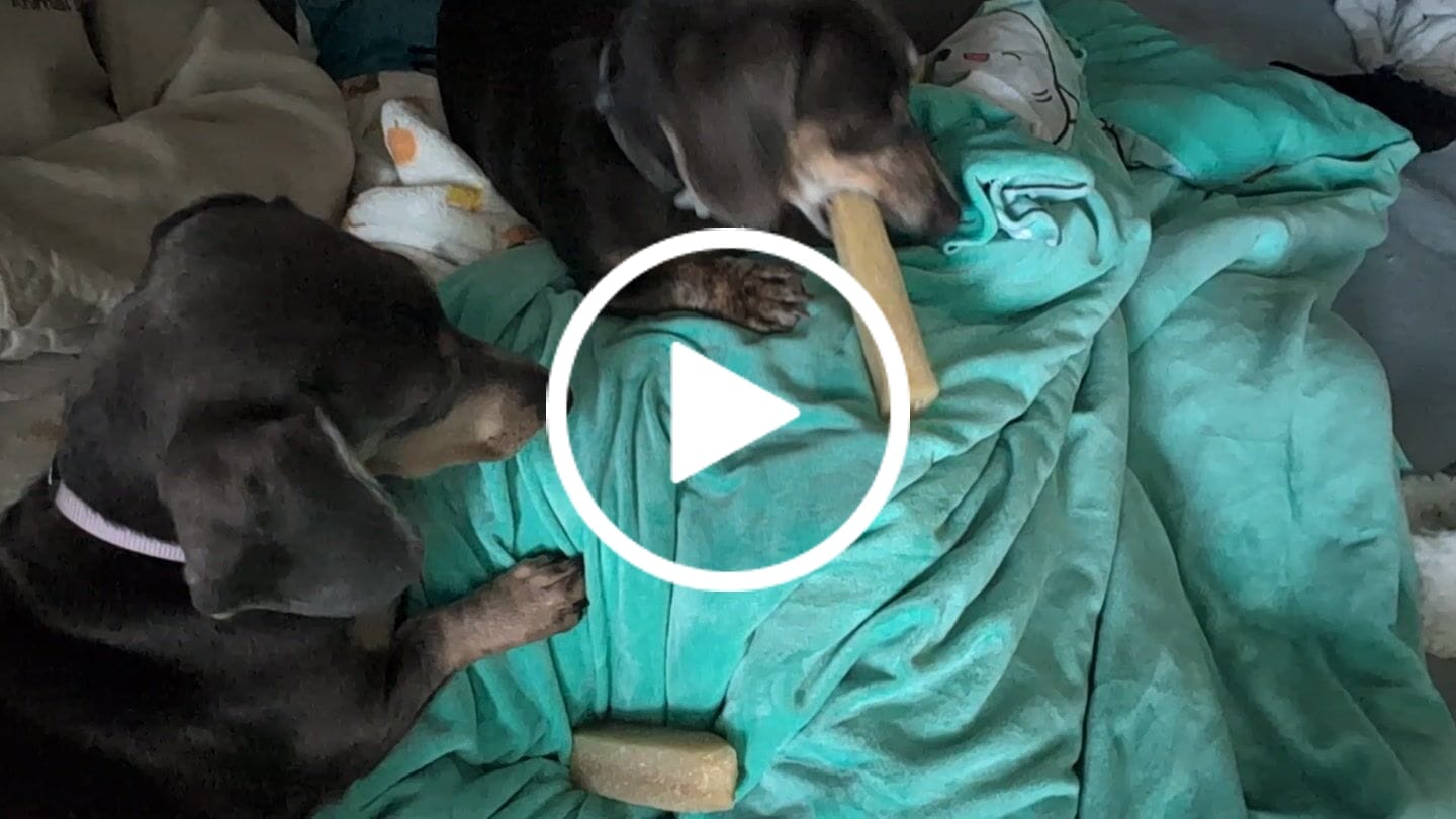 Customer video review of Coconut Yak Chews