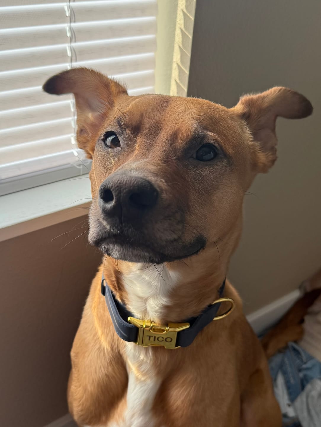 Customer photo review of Leather Dog Collar with Gold Buckle