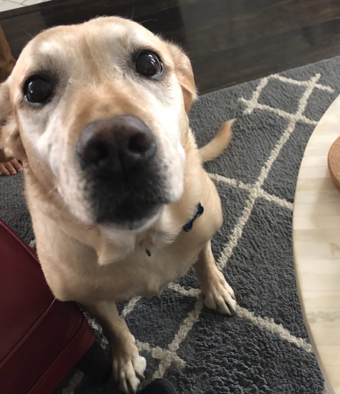 Customer photo review of Mushroom Chews for Dogs | Immune & Cognitive Support