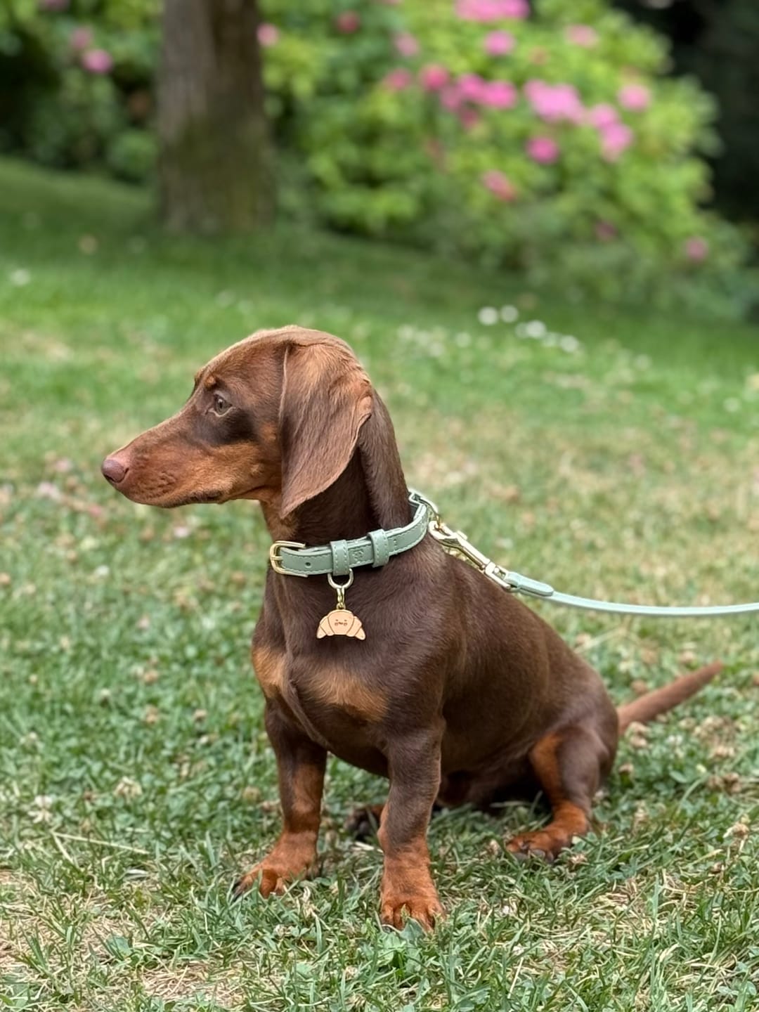 Customer photo review of Sage Dog Collar