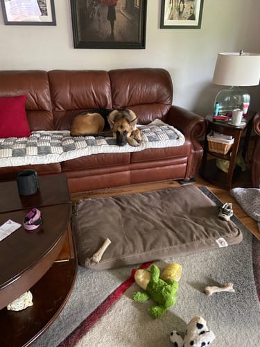 Customer photo review of NEW 2-in-1 Furniture Protector & Dog Bed Couch Cover with Thick Orthopedic Padding, Non-Slip Grip, Scratch-Resistant Surface & Machine-Washable Fabric