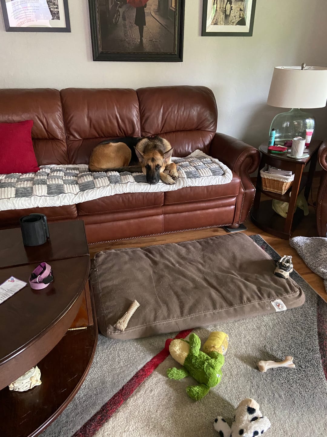 Customer photo review of NEW 2-in-1 Furniture Protector & Dog Bed Couch Cover with Thick Orthopedic Padding, Non-Slip Grip, Scratch-Resistant Surface & Machine-Washable Fabric