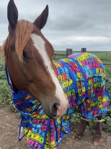 Customer photo review of BENJIS NECK FLY SHEET COMBO