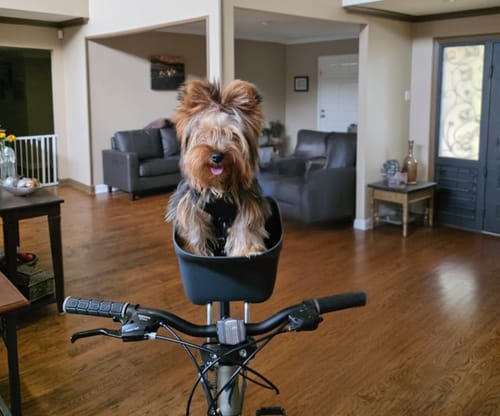 Customer photo review of Kvisp Dog Bike Carrier