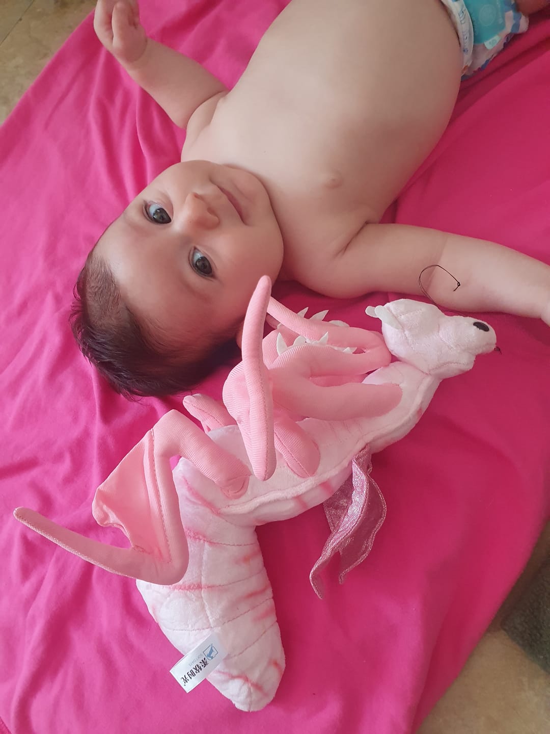 Customer photo review of Pink Orchid Mantis Soft Stuffed Plush Toy