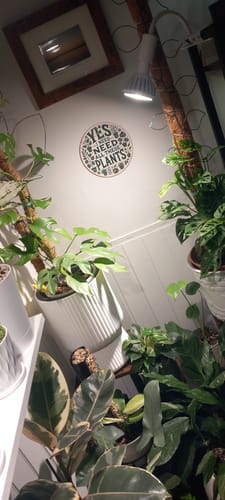 Customer photo review of Pianta Grow Light and Stelo Clip-On Bulb Holder Bundle
