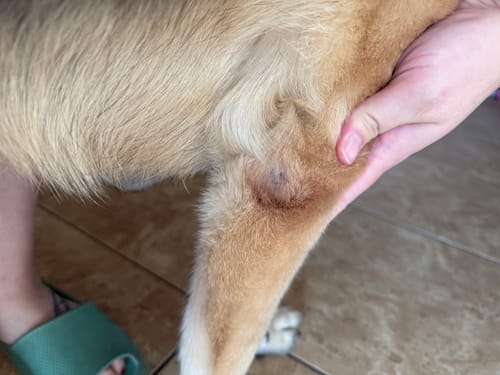 Customer photo review of Petsmont Buddy Guard Large Dog